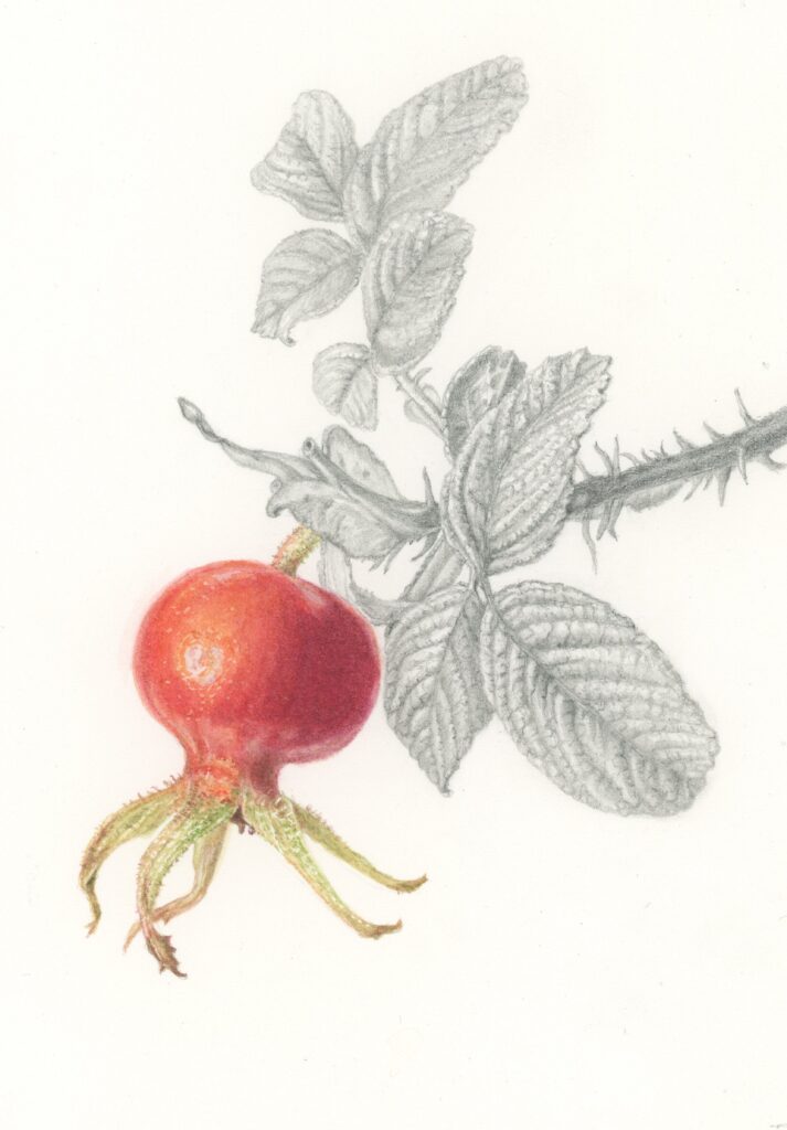 Rosa canina